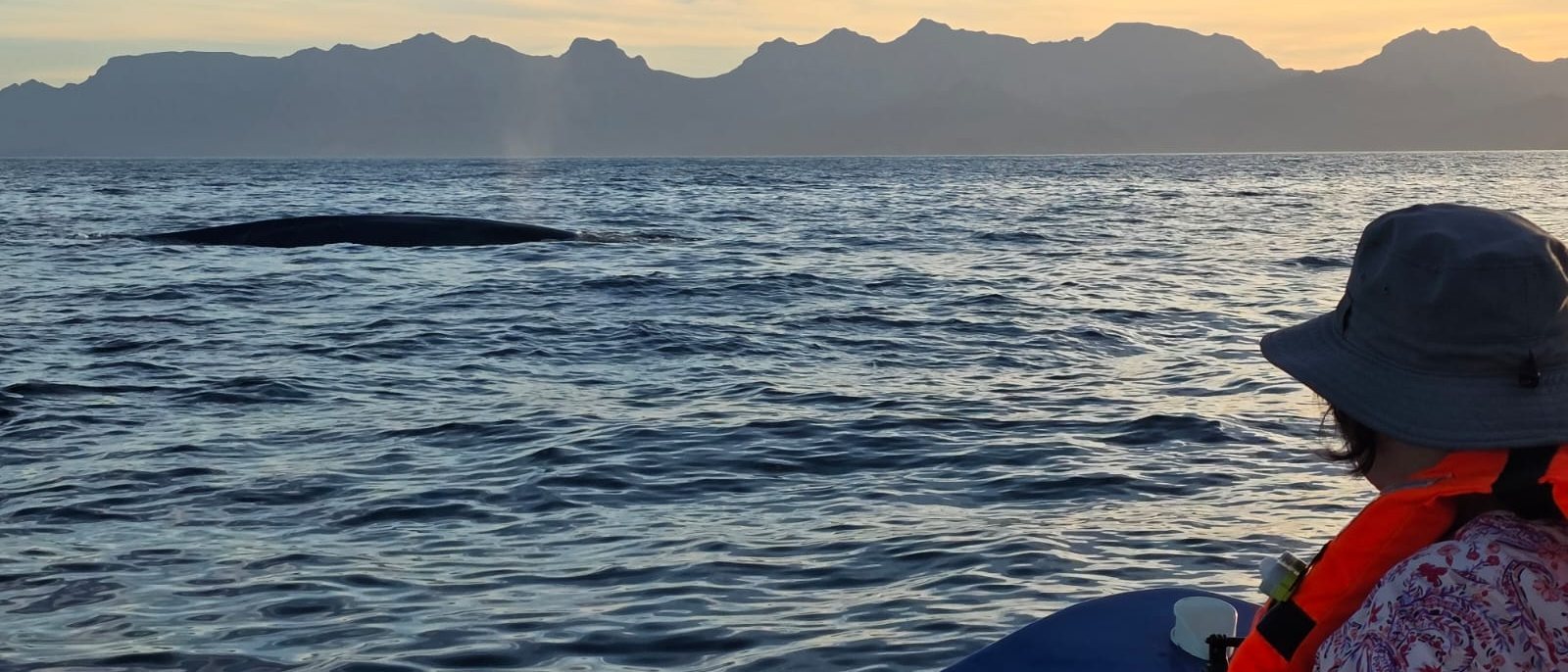 Una ballena azul saliendo a la superficie junto a Loreto Star al amanecer, Loreto, Baja California Sur
