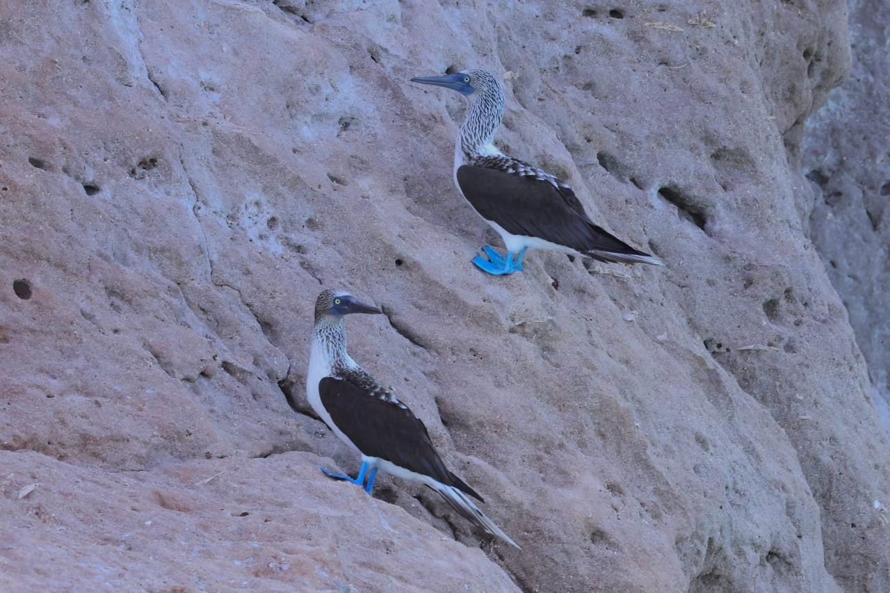 Bobos de patas azules en los acantilados de Isla Coronado